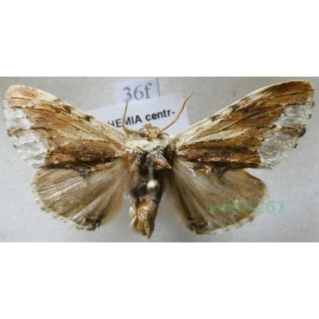 Ptilodon cucullina (Denis & Schiffermüller, 1775) Wiechcica czubatka Czech36f